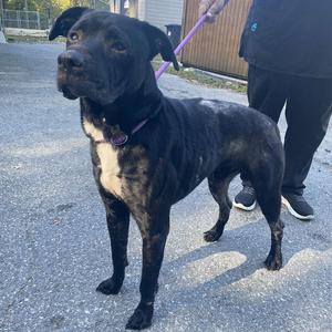 Zeus, Mixed Breed (Medium), adult, available for adoption