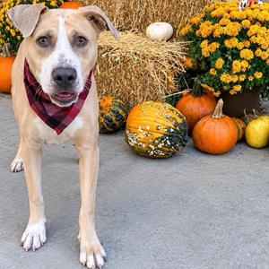 Toby, Mixed Breed (Medium), adult, available for adoption