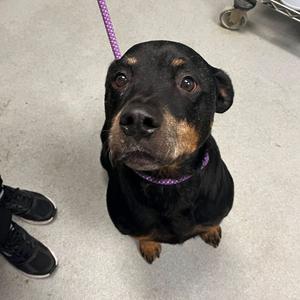 Brutus, Rottweiler, senior, available for adoption