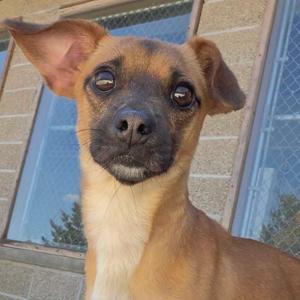 A brown dog with large ears and dark eyes looking directly at the camera.