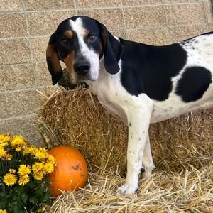 Ferb, Coonhound, Treeing Walker, adult, available for adoption