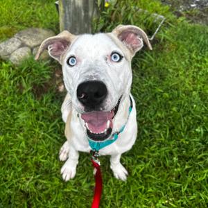 Zippy, Mixed Breed (Medium), adult, available for adoption