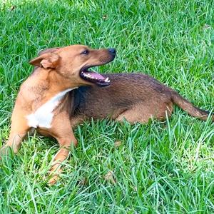 Mutt Damon, Mountain Cur, adult, available for adoption