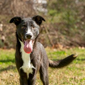 Dairy, Retriever, adult, available for adoption