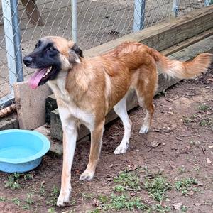 Fluffy, Malinois, Belgian, adult, available for adoption