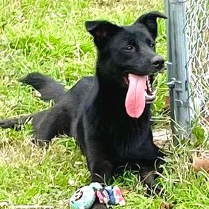 Dixie, Retriever, adult, available for adoption
