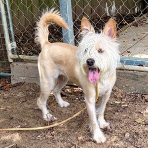 Kiwi, Terrier, Cairn, adult, available for adoption