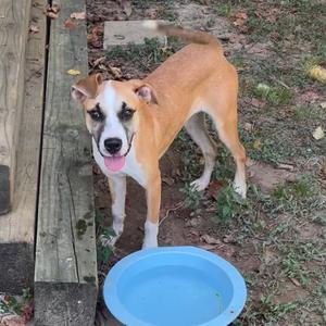 Lyric, Black Mouth Cur, young, available for adoption