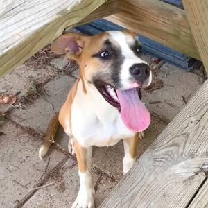 Lyric, Black Mouth Cur, young, available for adoption