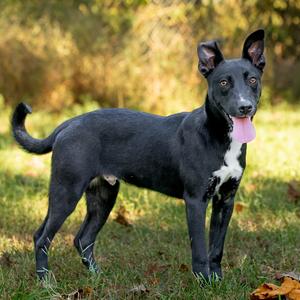 Devin, Retriever, Labrador, adult, available for adoption