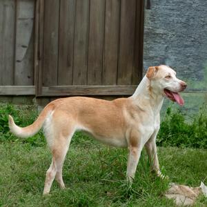 Grumbelina, Retriever, Labrador, adult, available for adoption