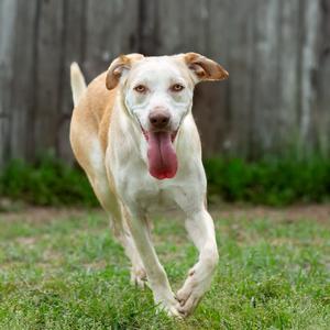 Grumbelina, Retriever, Labrador, adult, available for adoption
