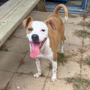A brown and white dog with a pink tongue hanging out, standing on a concrete surface.