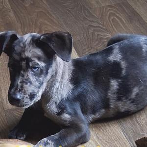 a black and gray spotted puppy lying on a wooden floor
