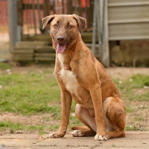 A brown dog with white markings on its chest sits on a paved path outdoors, with its tongue hanging out.