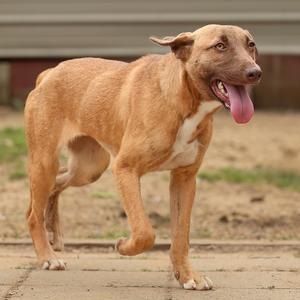 Brooke, Retriever, adult, available for adoption