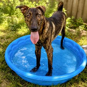 Fig Newton, Retriever, adult, available for adoption