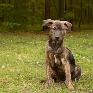 Fig Newton, Retriever, young, available for adoption