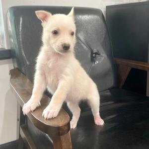 Kodiak, Shepherd, puppy, available for adoption