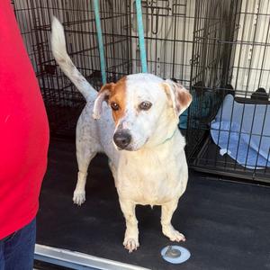 A-Aron, Terrier, Rat, adult, available for adoption