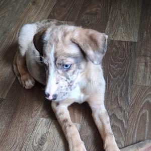A blue-eyed puppy with a mottled coat of brown, black, and white fur lying on a wooden floor.