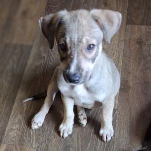 A light-colored puppy with floppy ears sitting on a wooden floor.