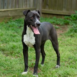 Bear, Retriever, adult, available for adoption