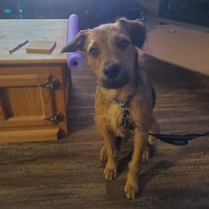Chewie, Terrier, young, available for adoption