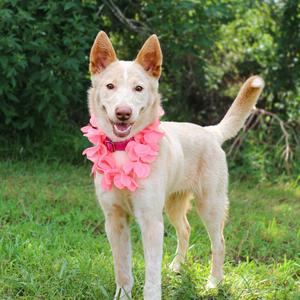 Linda, Shepherd, young, available for adoption