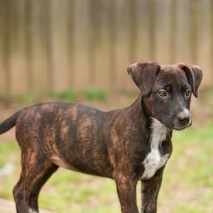 Minnie, American Blue Heeler, young, available for adoption