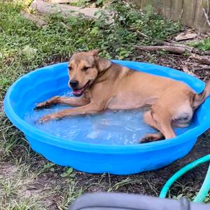 Lucky Charm, Black Mouth Cur, adult, available for adoption