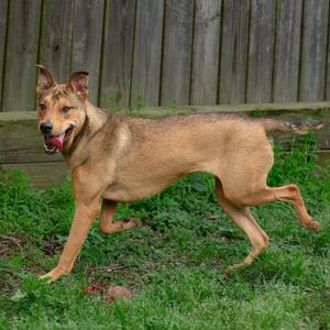 Lucky Charm, Black Mouth Cur, adult, available for adoption