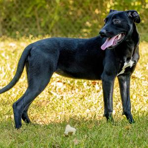 Danni, Retriever, Labrador, adult, available for adoption