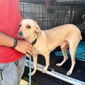 Buck, Mixed Breed (Medium), adult, available for adoption
