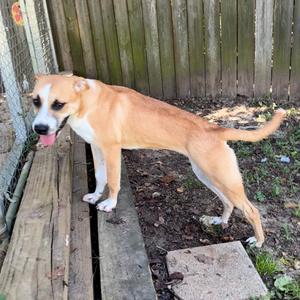 Laguna, Black Mouth Cur, young, available for adoption