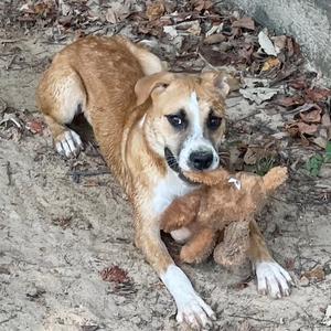 Laguna, Black Mouth Cur, young, available for adoption