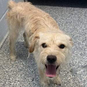 A light-colored dog with a shaggy coat standing on a speckled floor, its mouth open and tongue out.