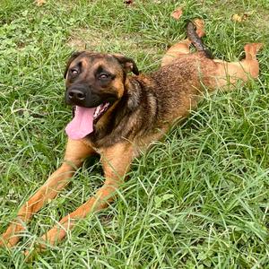 Arf Vader, Mountain Cur, adult, available for adoption