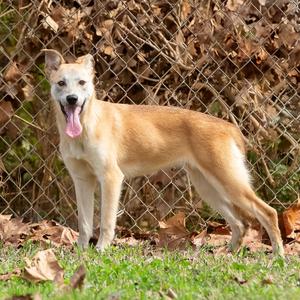 Delia, Retriever, adult, available for adoption
