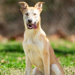 Delia, Retriever, adult, available for adoption