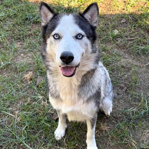 Indigo Moon, Husky, Siberian, adult, available for adoption