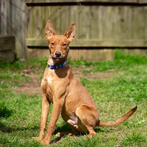 Elijah Grey, Hound, adult, available for adoption