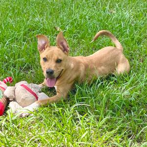 Obi-Wan, Cattle Dog, Australian (Red Heeler), young, available for adoption