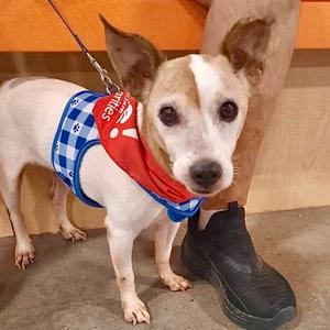 Arthur Pendragon, Terrier, Rat, senior, available for adoption