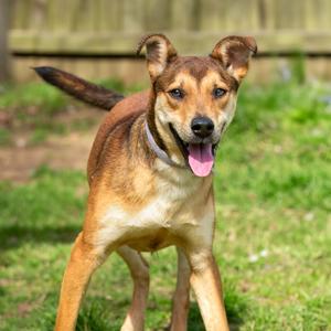 Amelia Rose, Shepherd, adult, available for adoption