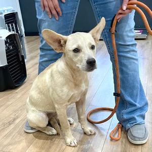 Bambi, Shepherd, young, available for adoption