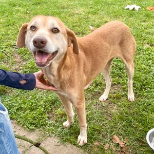 Hope, Retriever, Yellow Labrador, adult, available for adoption