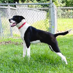 Cookie, Retriever, Labrador, adult, available for adoption