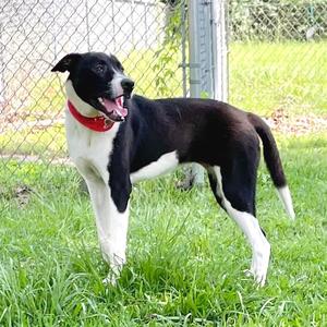 Cookie, Retriever, Labrador, adult, available for adoption