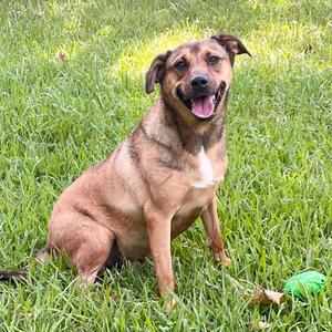 Lick Jagger, Mountain Cur, adult, available for adoption